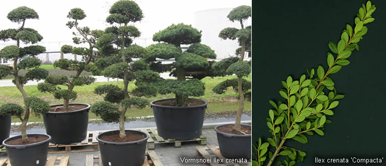 Vormsnoei bij japanse hulst Ilex crenata